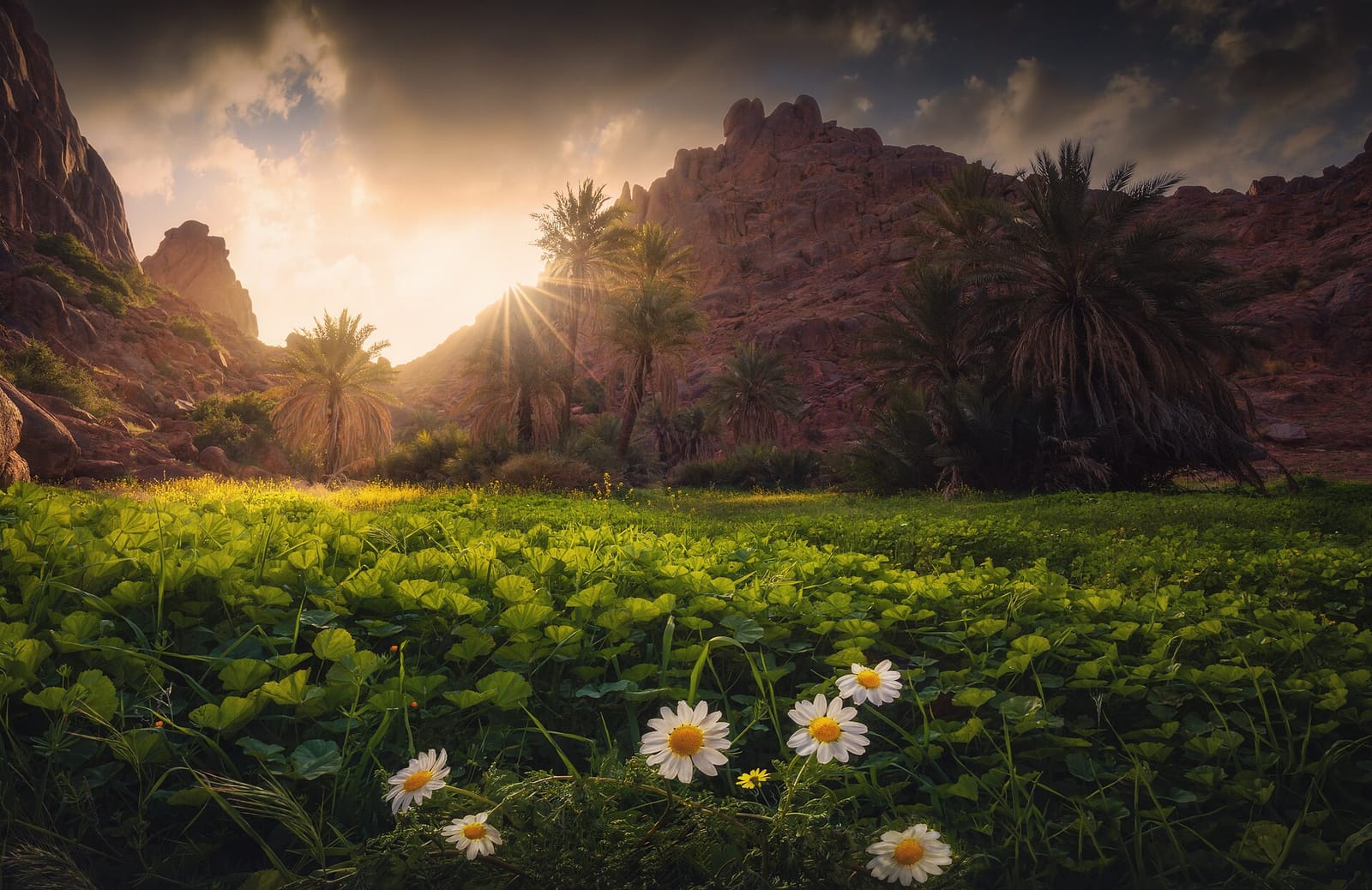 مساحات لعب الأطفال الآمنة داخل مساكن حائل