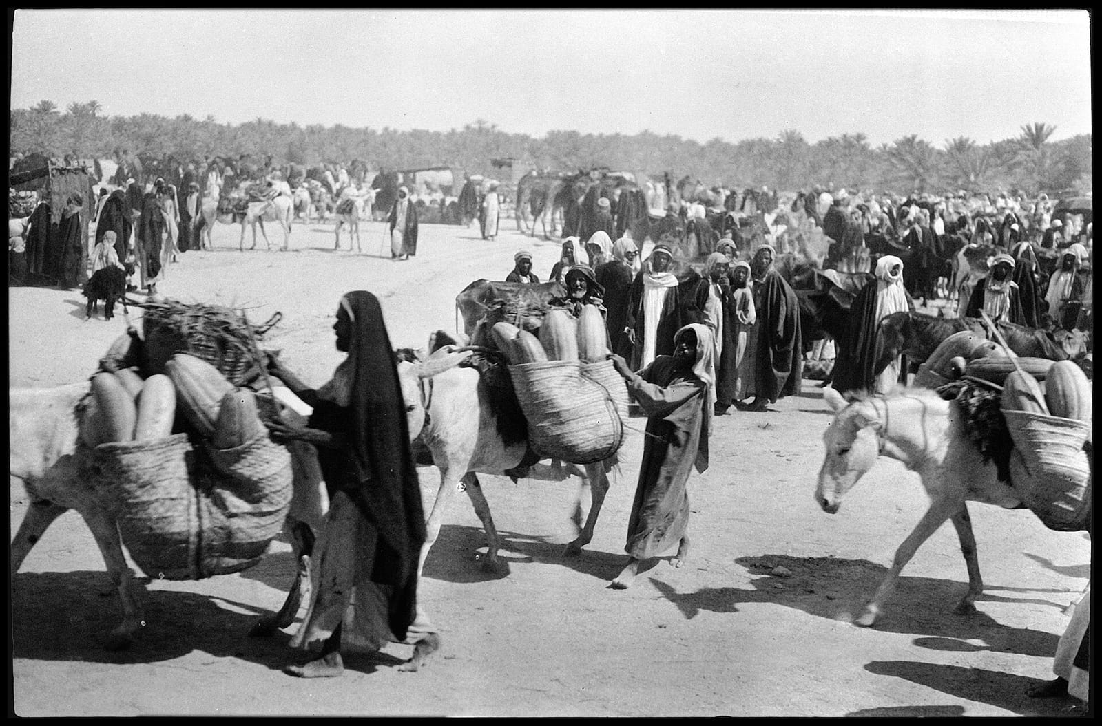 الوقاية من الحشرات المنزلية خلال فصول الهفوف