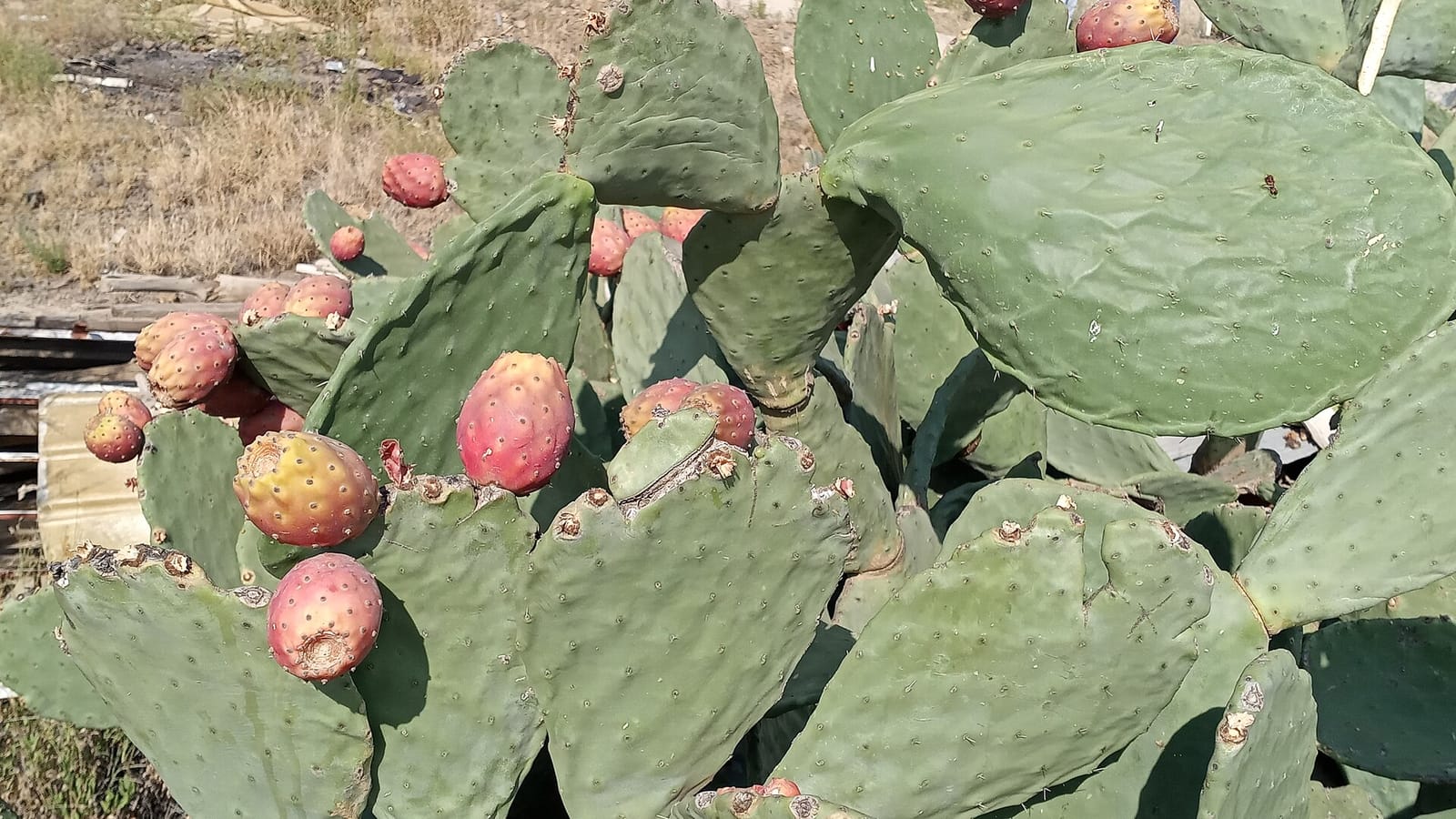 العناية بحوش الفيلا وحديقتها الصغيرة في أبها